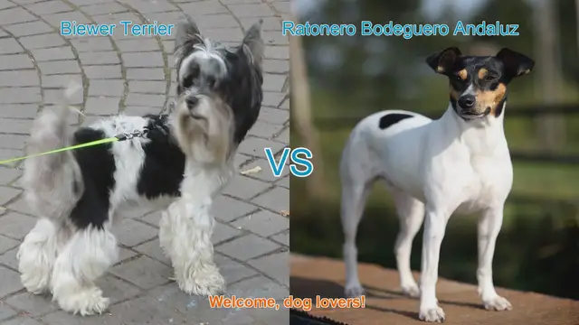 Video thumbnail for Biewer Terrier VS Ratonero Bodeguero Andaluz