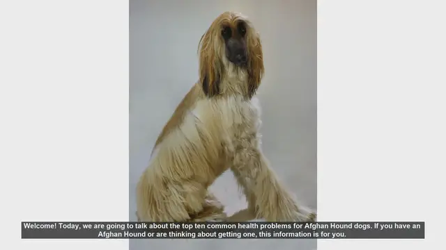 Video thumbnail for Top 10 Common Health Problems in Afghan Hound Dogs