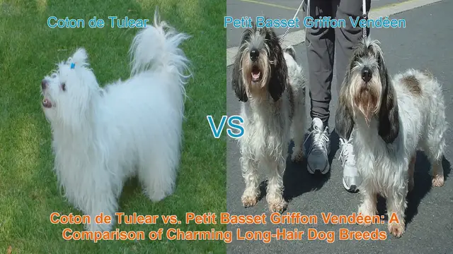 Video thumbnail for Coton de Tulear vs. Petit Basset Griffon Vendéen: A Comparison of Charming Long-Hair Dog Breeds
