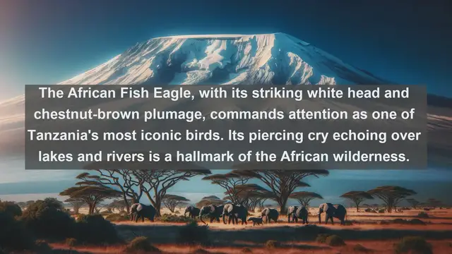 Video thumbnail for Wings of Tanzania: Discover the Top 10 Native Birds in Tanzania