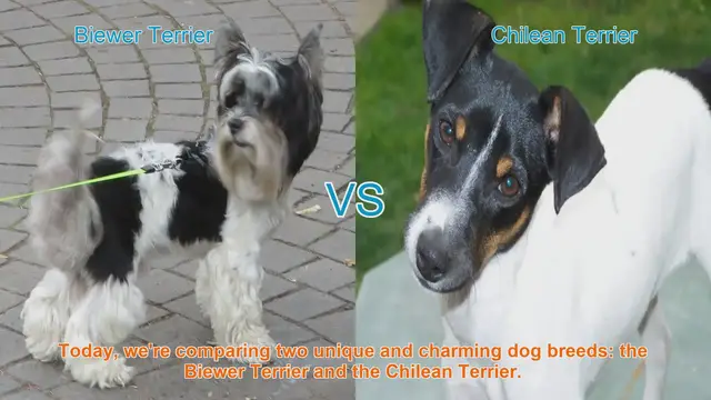 Video thumbnail for Biewer Terrier vs. Chilean Terrier: A Comprehensive Comparison
