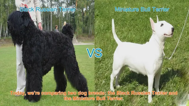 Video thumbnail for Black Russian Terrier vs. Miniature Bull Terrier: A Comparison