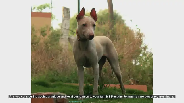 Video thumbnail for Meet the Jonangi: A Rare and Loyal Indian Dog Breed