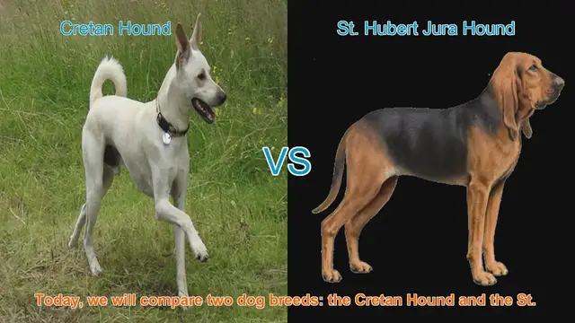 Video thumbnail for Comparing Cretan Hound and St. Hubert Jura Hound: A Comprehensive Guide