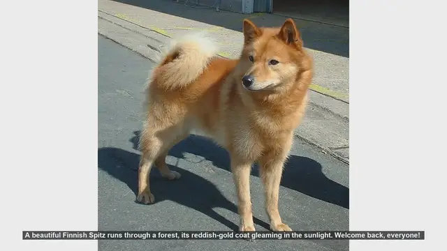 Video thumbnail for Finnish Spitz: Pros and Cons of This Energetic Breed