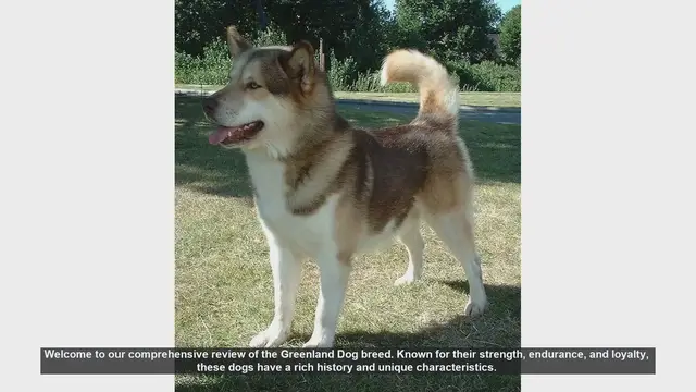 Video thumbnail for Greenland Dog Breed Review: Pros and Cons of Owning This Loyal and Strong Companion
