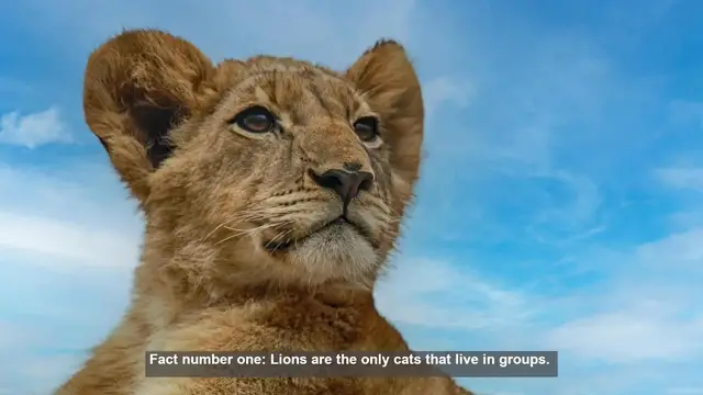 Video thumbnail for 10 Exciting Lion Facts for Kids