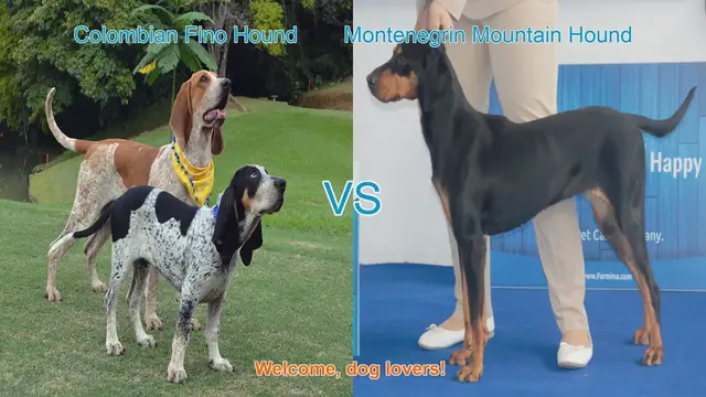 Video thumbnail for Colombian Fino Hound vs. Montenegrin Mountain Hound: A Unique Breed Comparison