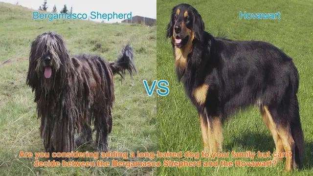 Video thumbnail for Bergamasco Shepherd vs. Hovawart: A Comprehensive Breed Comparison