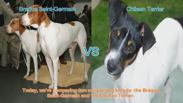 Video thumbnail for Braque Saint-Germain vs. Chilean Terrier: A Comparison of Two Unique Dog Breeds