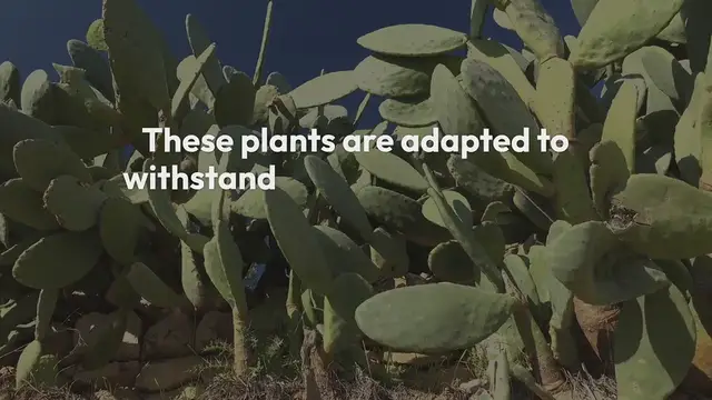 Video thumbnail for Drought-Resistant Plants For Gardens