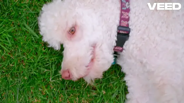 Video thumbnail for Crate Training_ Your Dog's Safe Haven