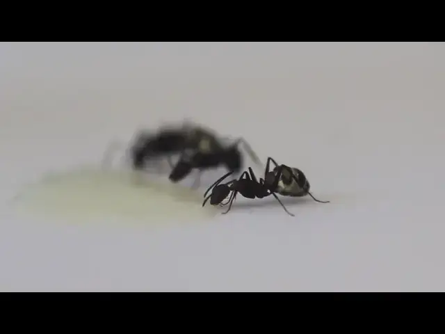 Video thumbnail for Camponotus Nicobarensis Comiendo - Time Lapse