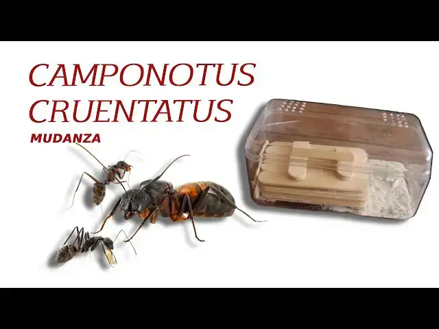 Video thumbnail for Camponotus Cruentatus - Mudanza