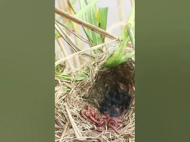 Video thumbnail for Babies Bird Eat Worm AP003  #birds #birdfeedingstation #babybird #ebirds #birdeating #shorts #short