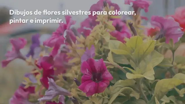 Video thumbnail for Flores silvestres para colorear