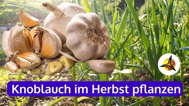 Video thumbnail for Knoblauch im Herbst anbauen