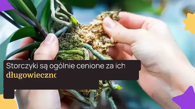 Video thumbnail for Jak rozmnażać storczyki z łodyg kwiatowych?