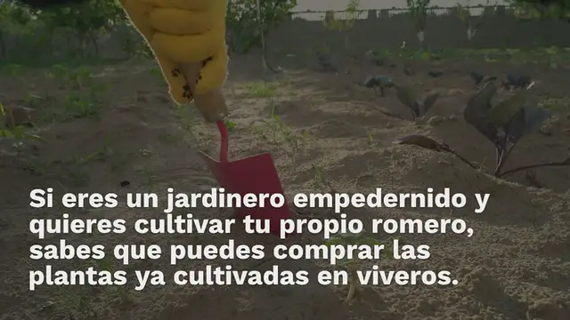 Video thumbnail for Cómo cultivar romero a partir de una semilla: aquí está la guía del jardinero doméstico