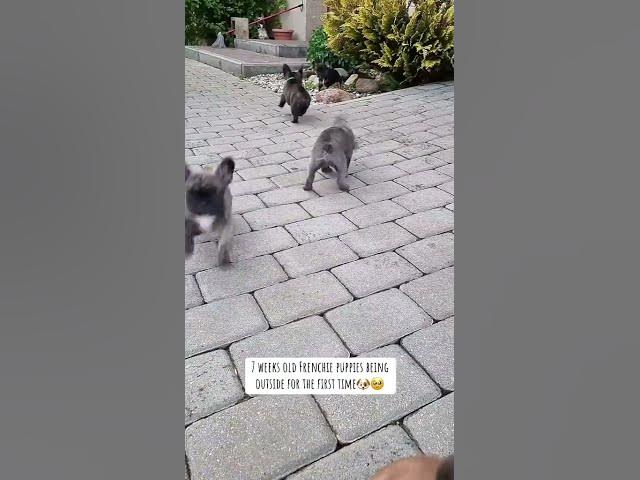 Video thumbnail for #frenchbulldog ☝️☝️☝️USA #FUNNY  HELLO GUYS LETS  GO OUT  FOR A  WALK
