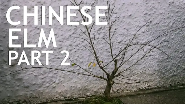 'Video thumbnail for Chinese Elm Bonsai From Amazon, Part 2'