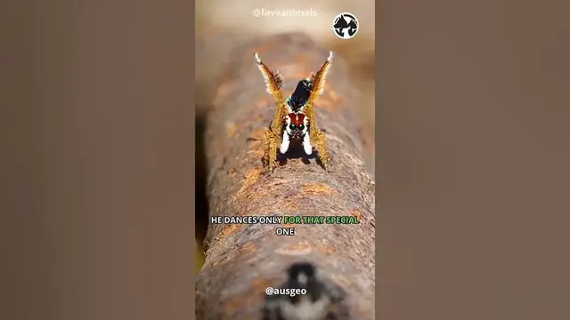 Video thumbnail for Captivating Peacock Spider Dance | Mesmerizing Moves and Vibrant Colors
