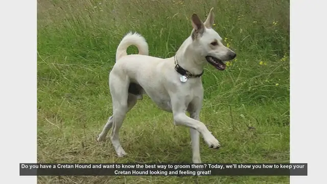 Video thumbnail for Ultimate Guide to Grooming Your Cretan Hound