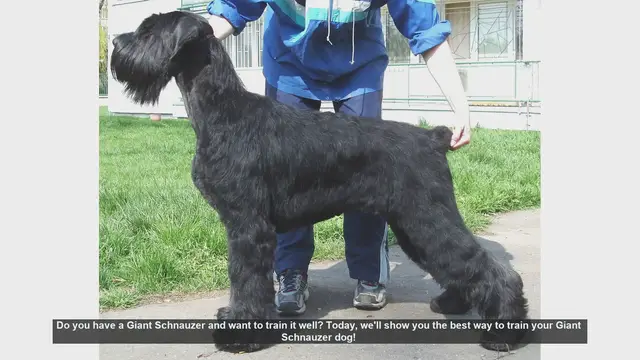 Video thumbnail for Ultimate Guide to Training Your Giant Schnauzer Puppy