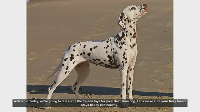 Video thumbnail for Top 10 Toys to Keep Your Dalmatian Happy and Healthy