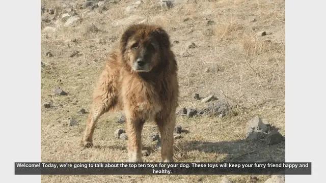 Video thumbnail for Top 10 Must-Have Toys for Your Dog