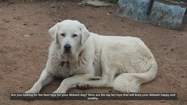 Video thumbnail for Top 10 Toys to Keep Your Akbash Dog Happy and Healthy