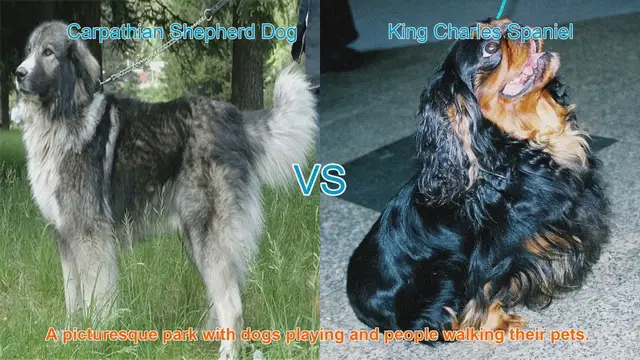 Video thumbnail for Carpathian Shepherd Dog vs. King Charles Spaniel: A Breed Comparison