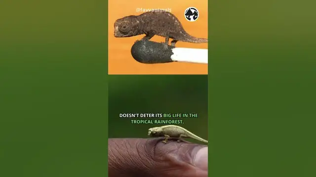 'Video thumbnail for Tiny Titans: Unveiling the World's Smallest Chameleon #shortvideo #shorts'