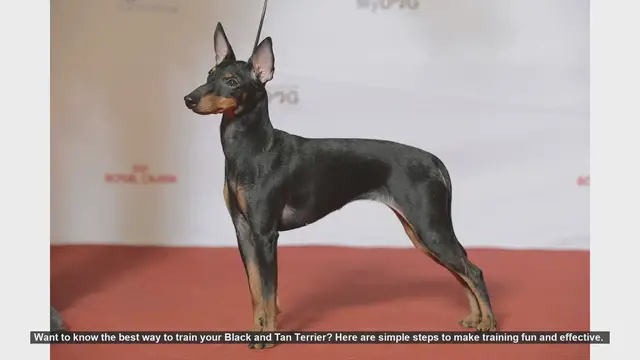 Video thumbnail for Effective Training Tips for Your Black and Tan Terrier