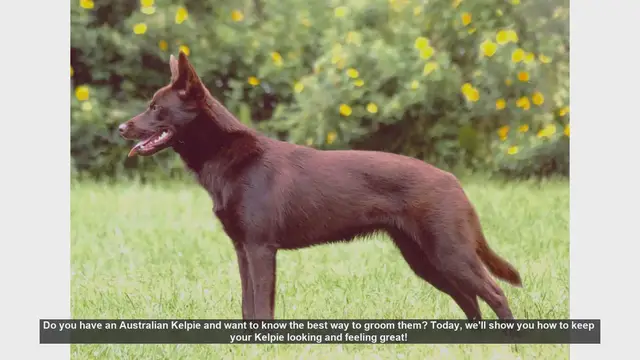 Video thumbnail for Ultimate Guide to Grooming Your Australian Kelpie