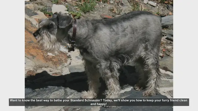 Video thumbnail for How to Bathe Your Standard Schnauzer: Step-by-Step Guide