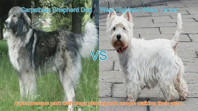 Video thumbnail for Comparing Carpathian Shepherd Dog and West Highland White Terrier: Breed Characteristics and Care