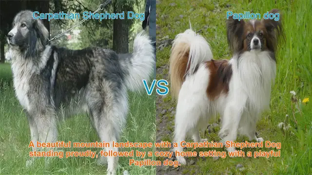 Video thumbnail for Carpathian Shepherd Dog vs. Papillon: A Comparative Guide