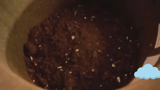 'Video thumbnail for How to Repot a Plant'