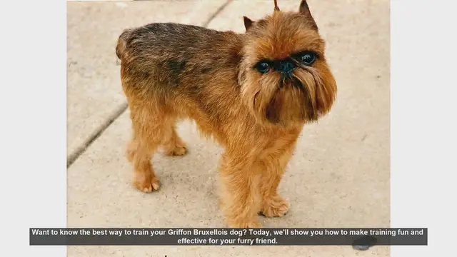 Video thumbnail for Effective Training Tips for Your Griffon Bruxellois