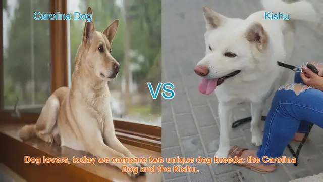 Video thumbnail for Carolina Dog vs. Kishu: A Comparative Guide