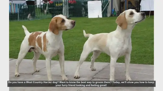 Video thumbnail for How to Groom Your West Country Harrier: Essential Tips for a Happy, Healthy Dog