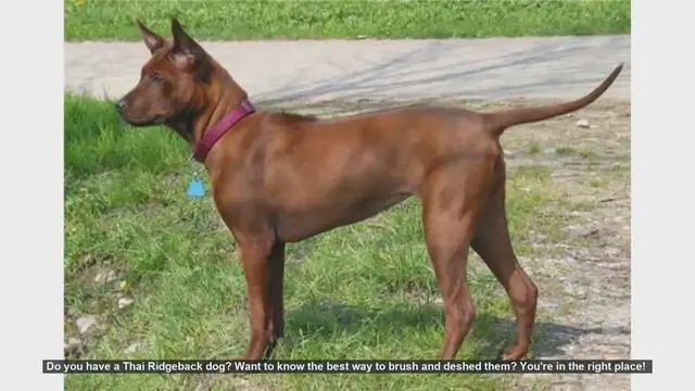 Video thumbnail for How to Brush and Deshed Your Thai Ridgeback Dog