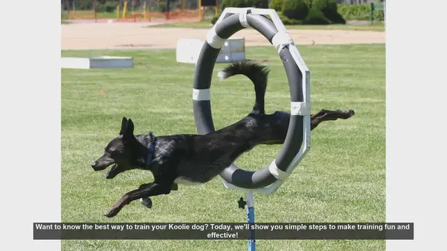 Video thumbnail for Effective and Fun Training Tips for Your Koolie Dog
