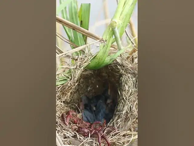 'Video thumbnail for Babies Bird Cries Feed Eat (EP-86)  #birds #nature #birdfeeding #birdwatching'
