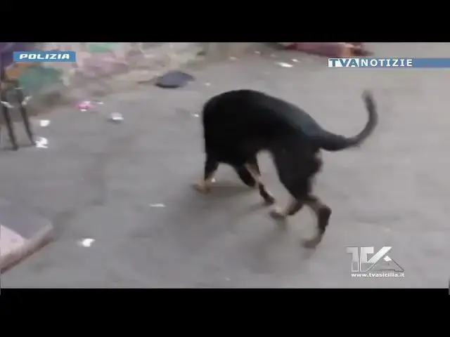 'Video thumbnail for Catania. Maxi controllo della Polizia nel quartiere di San Berillo. Recuperati scooter rubati, rimos'