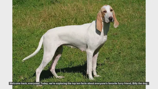 Video thumbnail for Top 10 Fun Facts About Billy the Dog!