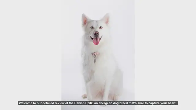 Video thumbnail for Danish Spitz: The Energetic and Intelligent Family Companion