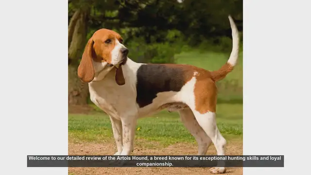Video thumbnail for Artois Hound: The Ultimate Hunting Companion and Loyal Family Pet