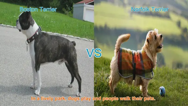 Video thumbnail for Boston Terrier vs. Norfolk Terrier: A Comparison of Charming Dog Breeds
